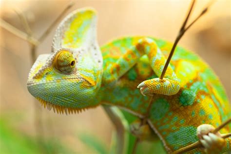 Why Do Chameleons Change Color And How Do They Do It Color Meanings
