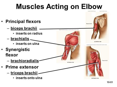 Quotes About Bones And Muscles. QuotesGram