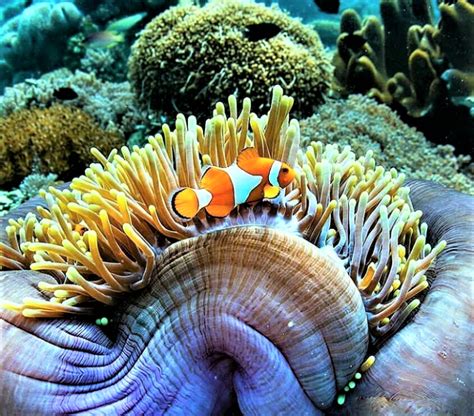 Taman Laut Terfavorit di Indonesia  sitetitleTaman Laut 