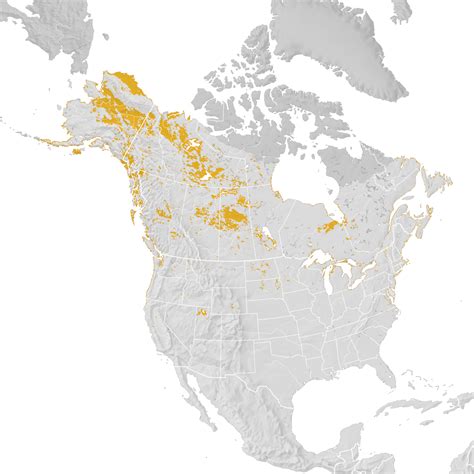 White Winged Scoter Range Map Post Breeding Migration Ebird Status