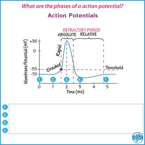 What Are The 4 Steps Of An Action Potential - SRETU