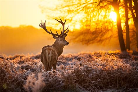 Deer In Forest Hd Animals 4k Wallpapers Images Backgrounds Photos