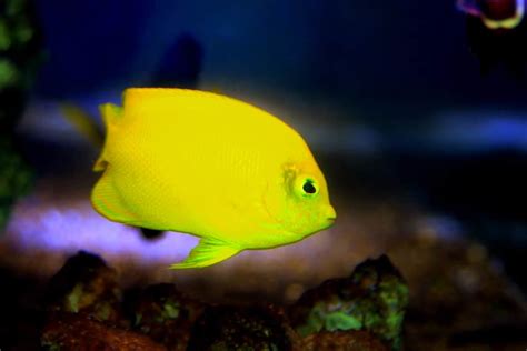 10 Vibrant Yellow Aquarium Fish Species Build Your Aquarium