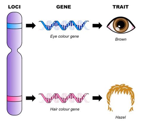Genes And Loci Bioninja