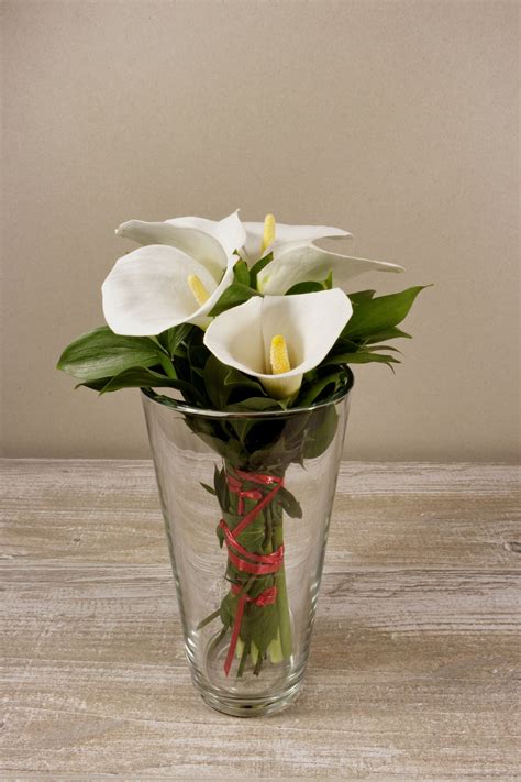 What You Must Know About Potted Calla Lily Care