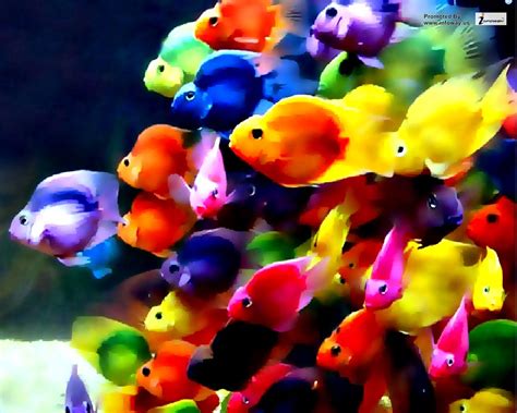 Beautiful Colorful Fish Ocean Wallpaper Beautiful Colorful Flickr