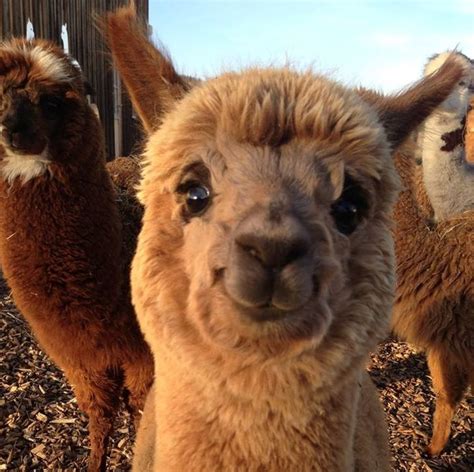 20 Photos Of Alpacas That Will All Put A Smile On Your Face Bright Side