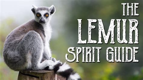 Lemur Spirit Guide Ask The Spirit Guides Oracle Totem Animal Power