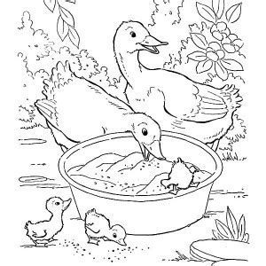 picture   goat  farm animal coloring page kids play color