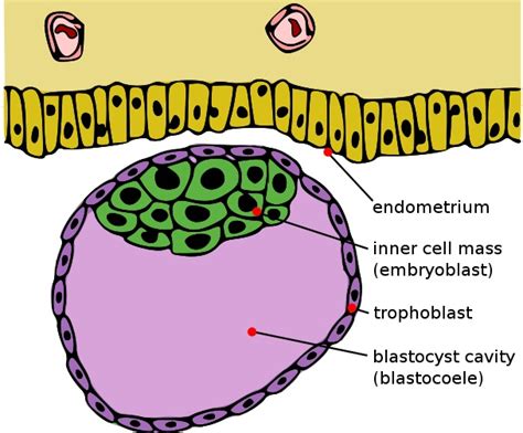 What Is The Difference Between Blastula And Blastocyst Pediaacom