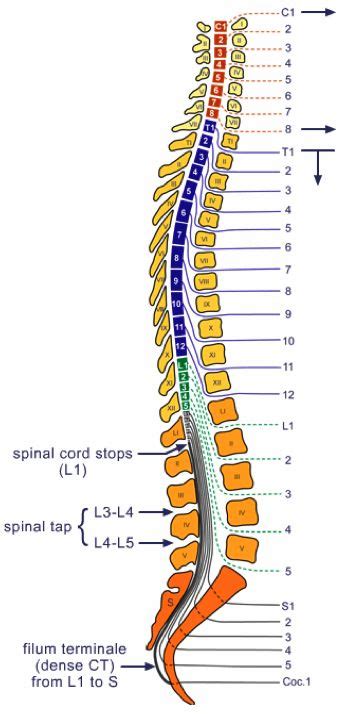 Spinal Cord Injury Levels And Classification Artofit