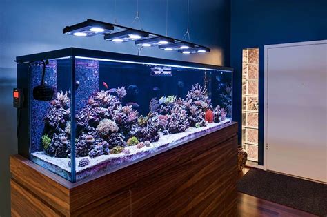 What Is A Reef Ready Aquarium Find Out Here The Beginners Reef
