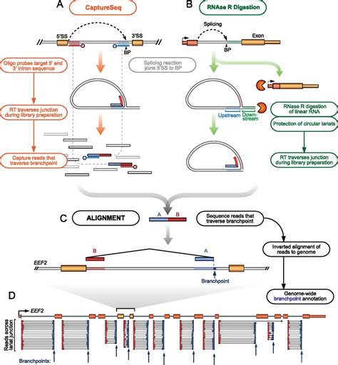 Genome Wide Discovery Of Human Splicing Branchpoints
