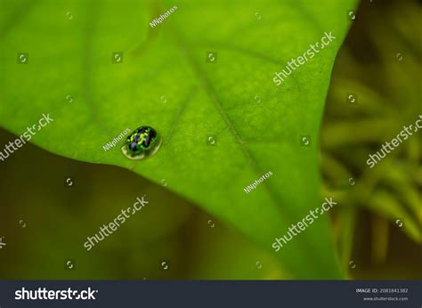 Insects Only Invertebrates Wings Insects Play Stock Photo 2081841382