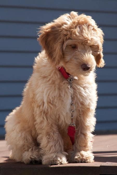 Log cabin labradoodles park street me 04426. oh my goodness. i love this beyond-words-kind-of-cute ...
