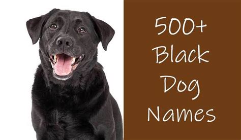Black Dog Names 500 Awesome Ideas For Black Furbabies