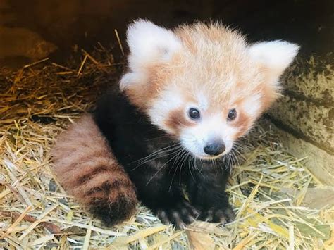 Cute baby red panda - memberlery