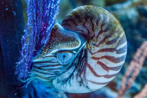 Palau Nautilus L Lesser Known Cephalopod Our Breathing Planet