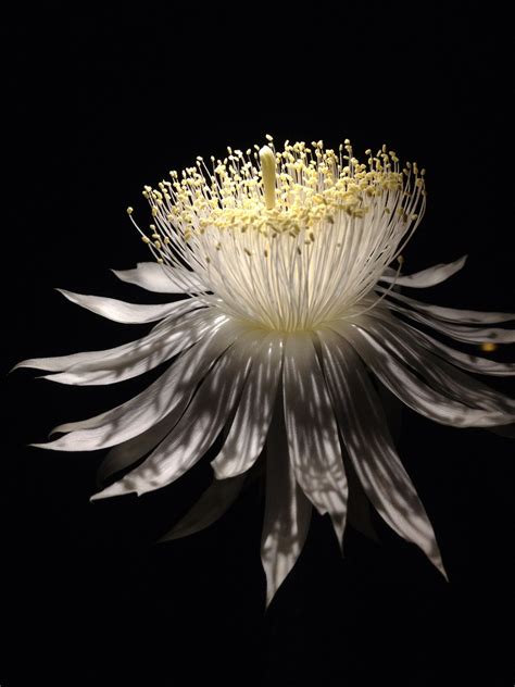 The saguaro cactus is a very unusual looking tree of the desert. Imagine a pure white, seven-inch blossom spreading ...