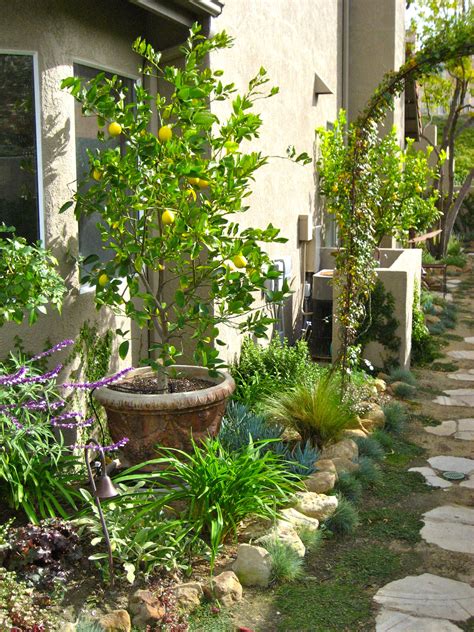 Dwarf Citrus Trees Planted In Containers Within The Small