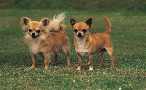 Shark mode, spider mode, lick lick monster mode, and dumbo mode. Chihuahua | breed of dog | Britannica