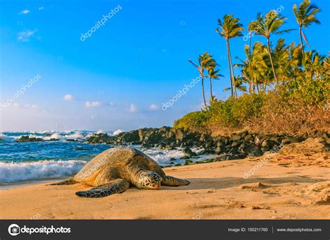 Endangered Hawaiian Green Sea Turtle On The Sandy Beach At North Shore