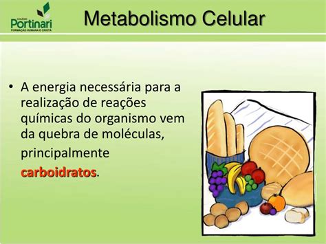 Em Qual Etapa Do Metabolismo Energético Celular A Termogenina Interfere