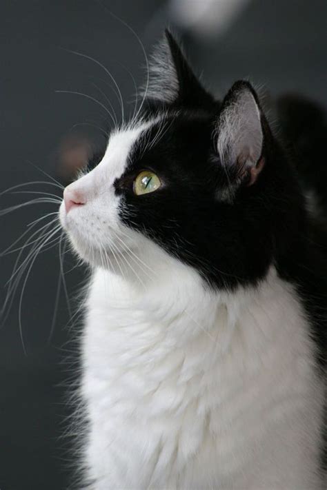 Black And White Cat Cats And Kittens Pinterest Tuxedos