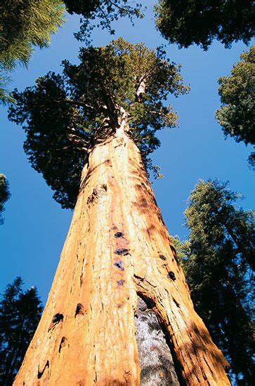 Giant Sequoia Students Britannica Kids Homework Help