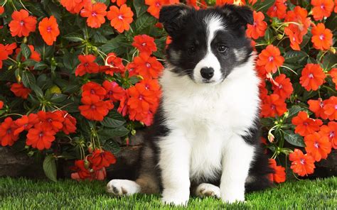 🔥 48 Bing Images Wallpaper Dogs Wallpapersafari