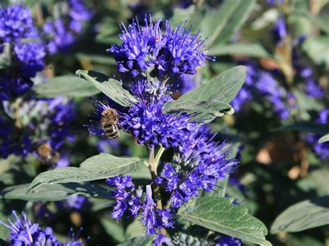 Caryopteris X Clandonensis Grand Bleu® La Regina Service