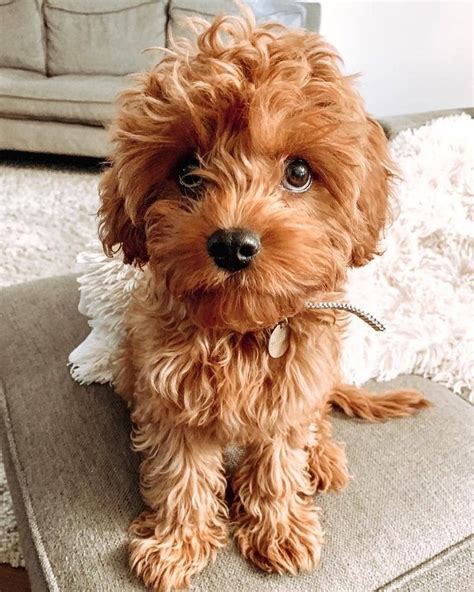 Cavapoo Puppies Information Characteristics Facts Videos Cavapoo