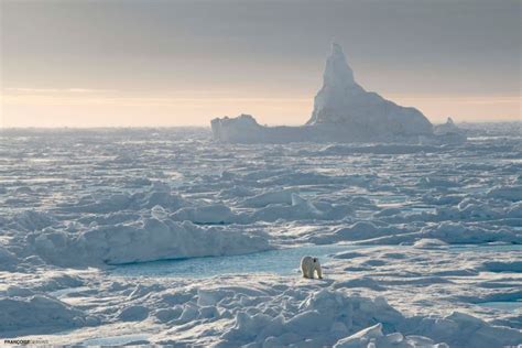 Encountering The Lords Of The Arctic On Polar Bear Safaris Arctic Kingdom