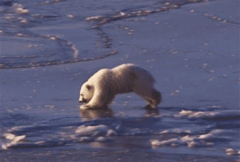 Polar Bear Cubs Are Really Cute S Find And Share On Giphy