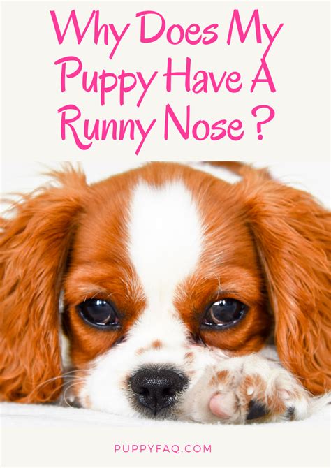 Why Does My Puppy Have A Runny Nose Dog Runny Nose Pet Care Dogs