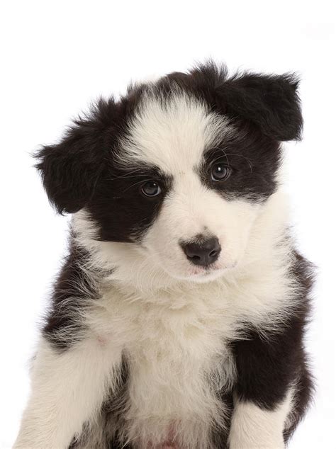 Black And White Border Collie Puppy 7 Photograph By Mark Taylor