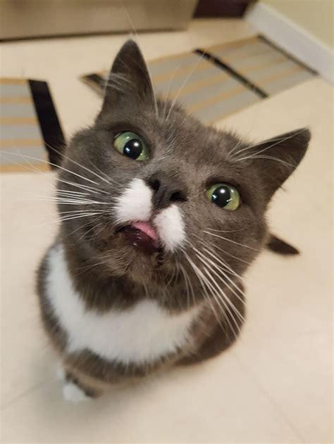 The Cat Behind The Blep Смешно