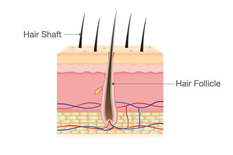Understand Hair Shaft Defects Causes Symptoms And Solutions