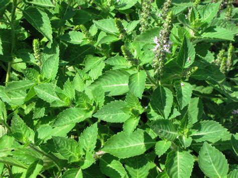The Queen Of Herbs Top 5 Health Benefits Of Holy Basil Dream Catcher