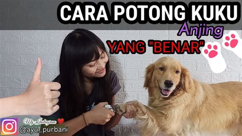 Cara Potong Kuku Anjing Yang Benar My Dog Diary 1 Youtube