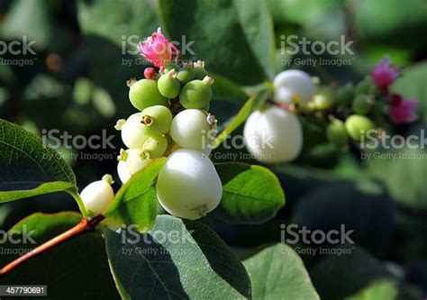 White Berries And Pink Flowers Of Snowberry Bush Stock Photo Download