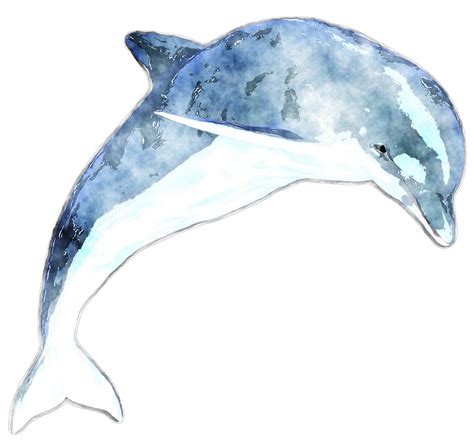 Watercolor Dolphin By Lavandalu On Deviantart
