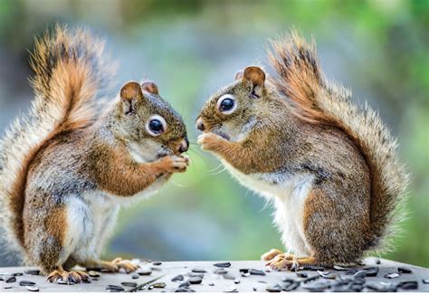 Book Review The Secret Life Of Squirrels A Love Story Kindermusik
