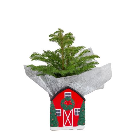 Costa Farms Live Indoor 10in Tall Green Norfolk Island Pine Bright Direct Sunlight Plant In