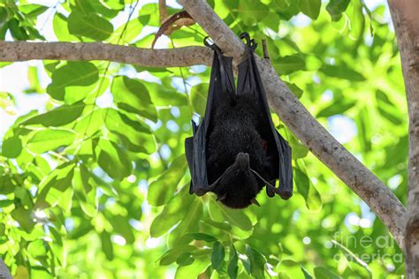 Black Flying Fox Photograph By Dr P Marazziscience Photo Library