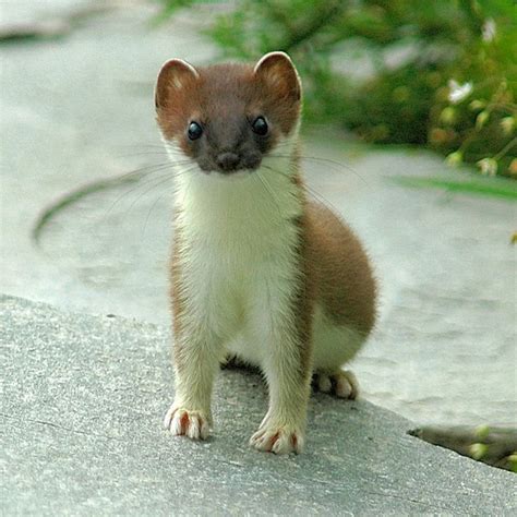 32 Best Weasels Images On Pinterest See More Ideas About