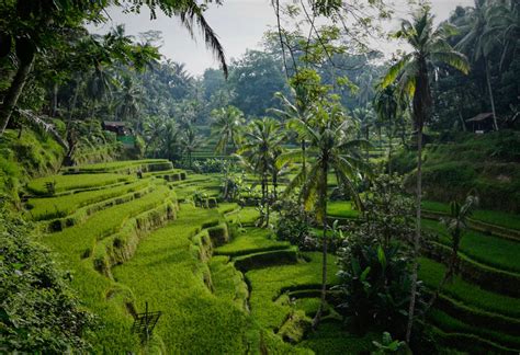 Portal jawatan kosong kerajaan membuka peluang pihak berkuasa peranti perubatan kementerian kesihatan malaysia yang kini dibuka untuk warganegara malaysia dan kepada yang berminat serta berkelayakan dipelawa untuk mengisi kekosongan jawatan ini seperti berikut COVID-19 ragut kehebatan Pulau Dewata Bali, pihak berkuasa ...