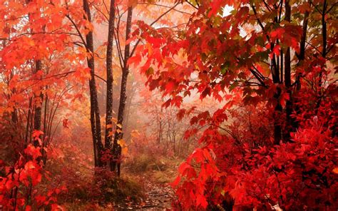 Red Leaves Beautiful Fall Landscapes Hd Wallpapers Desktop Wallpaper
