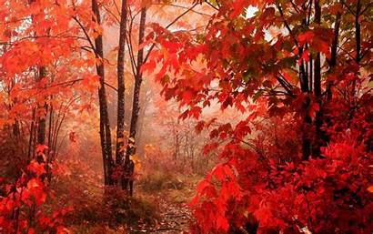 Leaves Desktop Landscape Falling Autumn