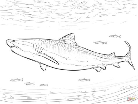 Tiger shark coloring pages coloring shark may be the perfect activity for young children to enjoy. Free Printable Coloring Pages in Free Download Printable ...